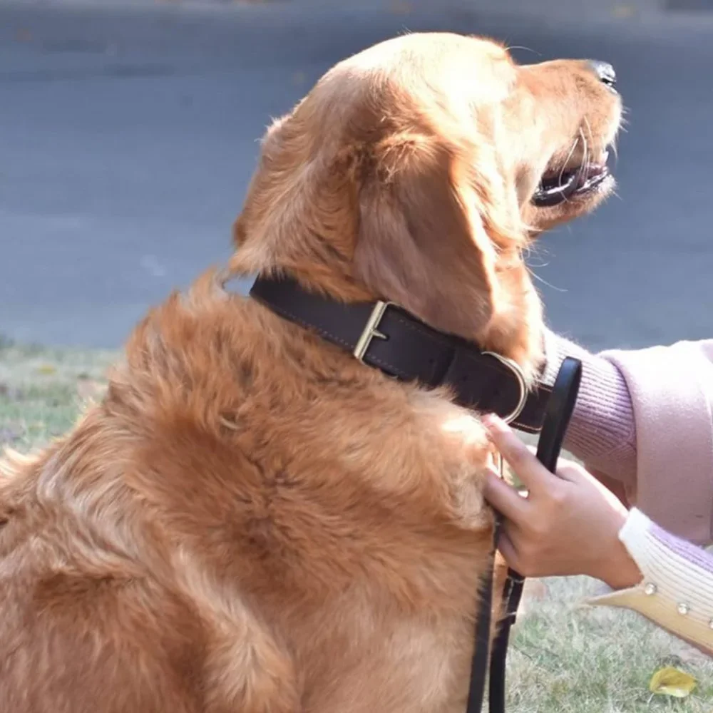 Genuine Leather Dog Collar for Small to Large Dogs